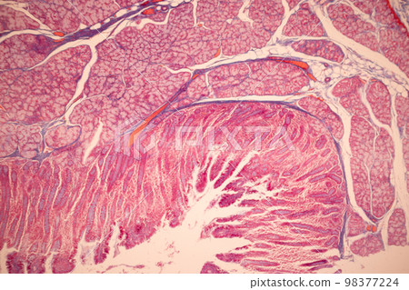 Tissue of Small intestine (Duodenum), Large intestine Human and Stomach Human under the microscope in Lab. Tissue of Small intestine (Duodenum), Large intestine Human and Stomach Human under the microscope in Lab. 98377224