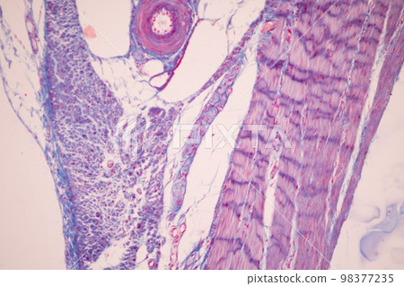 Tissue of Small intestine (Duodenum), Large intestine Human and Stomach Human under the microscope in Lab. 98377235