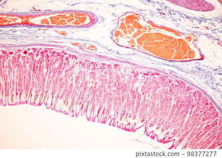 Tissue of Small intestine (Duodenum), Large intestine Human and Stomach Human under the microscope in Lab. Tissue of Small intestine (Duodenum), Large intestine Human and Stomach Human under the microscope in Lab. 98377277