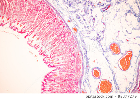 Tissue of Small intestine (Duodenum), Large intestine Human and Stomach Human under the microscope in Lab. Tissue of Small intestine (Duodenum), Large intestine Human and Stomach Human under the microscope in Lab. 98377279