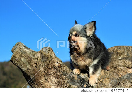 2022 Cute Chihuahua girl Moo-chan on top of a tree in Aigo, Hatoyama, the happiest place in Japan, looking at the blue sky of Satoyama ♡ 98377445