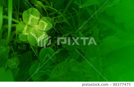 green clover leaves background with some parts in focus 98377475