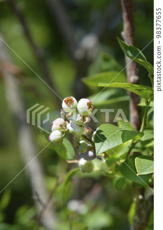 Blueberry Brigitta Blue Blueberry Brigitta Blue 98377655