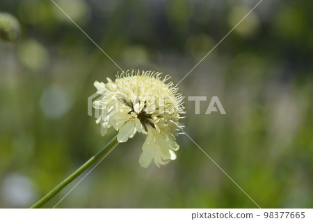 Giant scabious Giant scabious 98377665