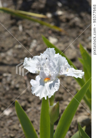Intermediate bearded iris I'll Be Back 98377668