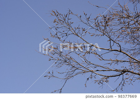 Common hornbeam Common hornbeam 98377669
