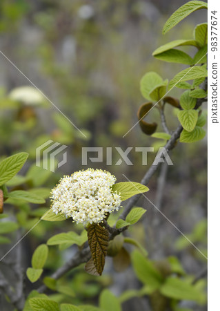 Viburnum Alleghany Viburnum Alleghany 98377674