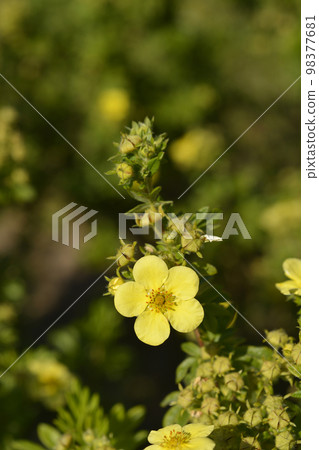 Shrubby Cinquefoil 98377681