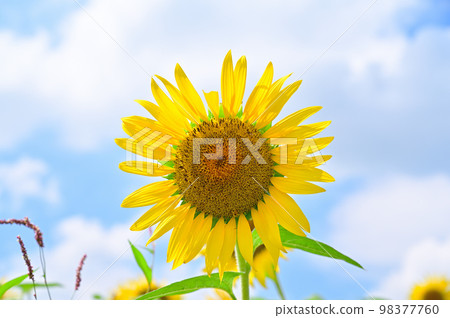充滿活力!維他命色的向日葵和夏日的天空 充滿活力!維他命色的向日葵和夏日的天空 98377760
