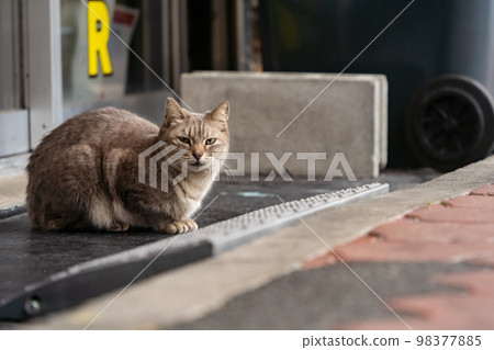 cat resting in town cat resting in town 98377885