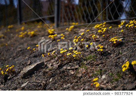 First spring yellow dandelion pop up from the ground. First spring yellow dandelion pop up from the ground. 98377924