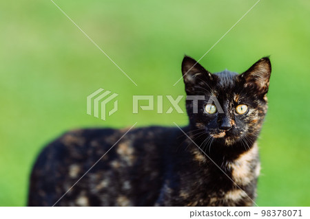 Cat portrait outdoors on green grass background, black multicoloured kitten looking at camera Cat portrait outdoors on green grass background, black multicoloured kitten looking at camera 98378071