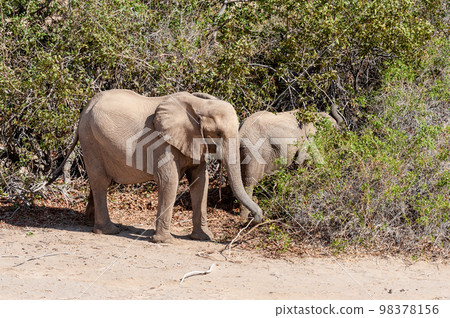 Desert Elephant in Namibia Desert Elephant in Namibia 98378156