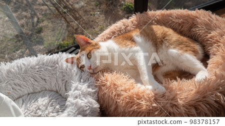 Relaxing cat tea tabby white Relaxing cat tea tabby white 98378157