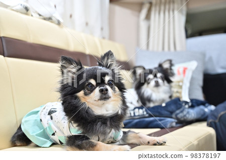 狗露營者旅行驅動吉娃娃多頭 98378197