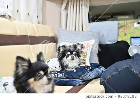 狗露營者旅行驅動吉娃娃多頭 98378198