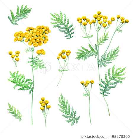 Herb Common Tansy, Tanacetum vulgare set. Watercolor illustration isolated on white background 98378260