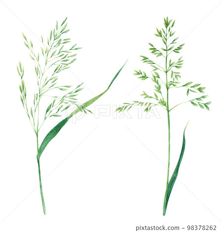 Bluegrass set, hand drawn watercolor illustration isolated on white 98378262