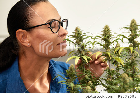 A woman of 35-40 years old takes care of a cannabis bush at home. 98378593