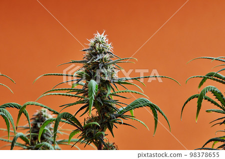 Flowering buds of medical cannabis, trichomes are visible in the inflorescence of the plant Flowering buds of medical cannabis, trichomes are visible in the inflorescence of the plant 98378655