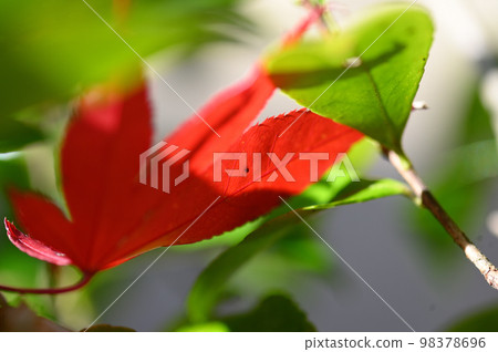 Momiji Ikuta Ryokuchi Momiji Ikuta Ryokuchi 98378696