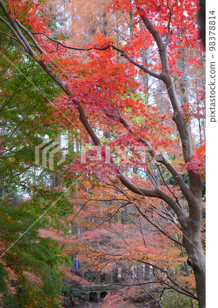 Momiji Ikuta Ryokuchi Momiji Ikuta Ryokuchi 98378814