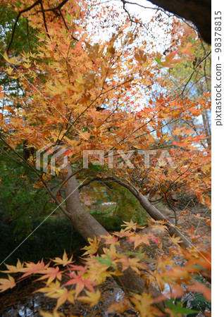 Momiji Ikuta Ryokuchi Momiji Ikuta Ryokuchi 98378815