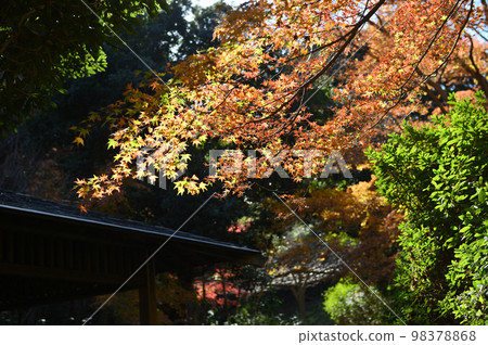 Momiji Ikuta Ryokuchi Momiji Ikuta Ryokuchi 98378868