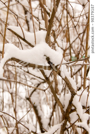 Snow on the dry branches of the bush 98379187