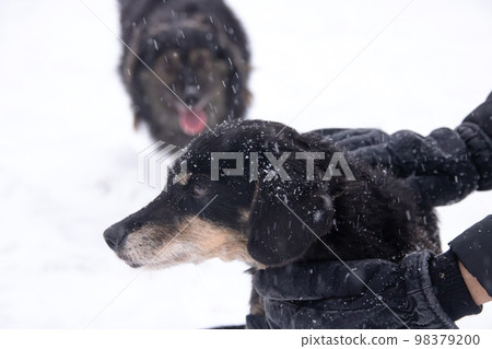 Black fluffy dog in the snow closeup Black fluffy dog in the snow closeup 98379200
