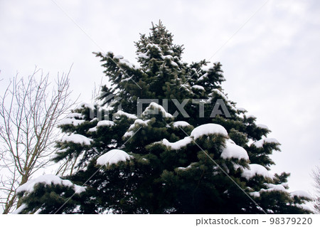Snow on spruce branches in winter closeup 98379220