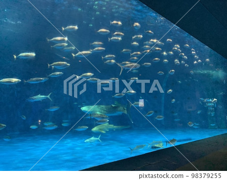 Aquarium 98379255