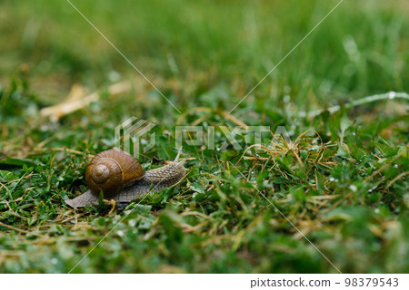 Garden snail crawls on the green grass in summer 98379543