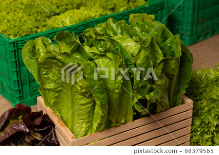 Healthy food concept, lettuce of different varieties close-up Healthy food concept, lettuce of different varieties close-up 98379565