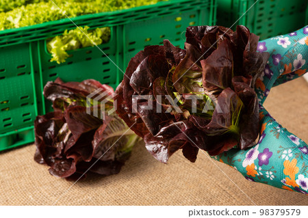Hands holding a bunch of red lettuce, packing salads for delivery to the store Hands holding a bunch of red lettuce, packing salads for delivery to the store 98379579