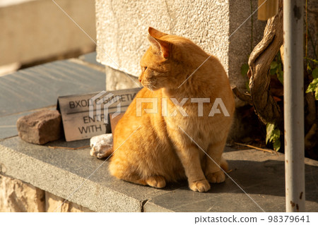 Ginger cat in Plovdiv, Bulgaria, roman amphitheatre Ginger cat in Plovdiv, Bulgaria, roman amphitheatre 98379641