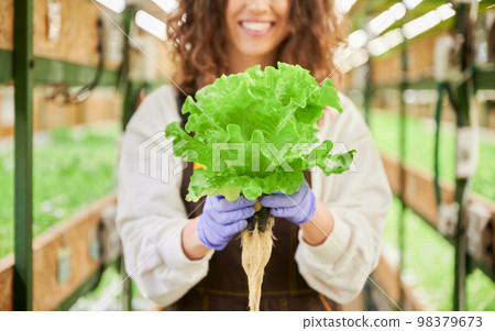 Close up of young woman in garden rubber gloves holding green leafy plant lettuce while standing in greenhouse. Focus on female hands with leafy greens. Close up of young woman in garden rubber gloves holding green leafy plant lettuce while standing in greenhouse. Focus on female hands with leafy greens. 98379673