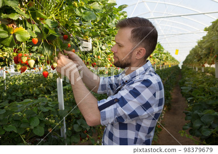 Farmer man working in a greenhouse, growing strawberries Farmer man working in a greenhouse, growing strawberries 98379679