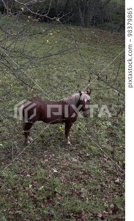 Red horse in the Carpathian Mountain, Ukraine 98379865