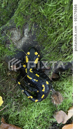 A yellow-green lizard in the Carpathian Mountain, Ukraine 98379866