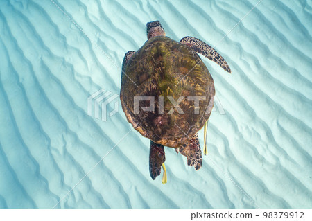 海龜 98379912