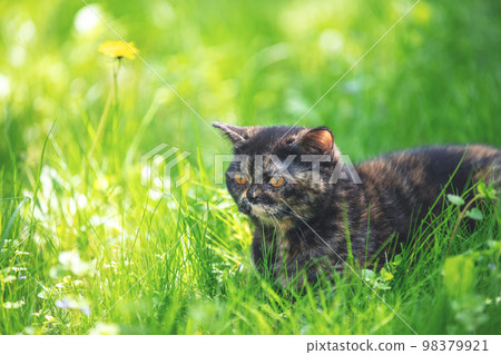 Cute tortoiseshell kitten outdoors. The cat lying in green grass in the spring garden 98379921