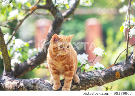 Cat in the orchard. Little ginger kitten sneaking on the tree in the spring garden 98379963