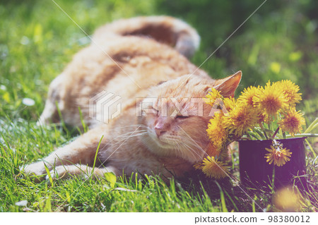 Ginger cat lies on the lawn leaning against a bouquet of dandelion flowers 98380012
