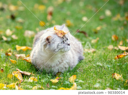 Cat with a leaf on the head outdoors in the autumn garden. Cat lying on the grass with fallen leaves Cat with a leaf on the head outdoors in the autumn garden. Cat lying on the grass with fallen leaves 98380014
