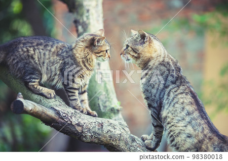 Two cats sit on a tree branch in the garden 98380018