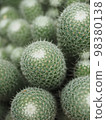 帶細刺的仙人掌 帶細刺的仙人掌 98380138