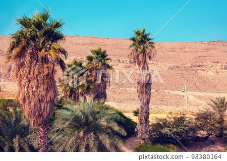 Palm trees. Oasis in the desert. Nature landscape. Ein Gedi, Israel 98380164