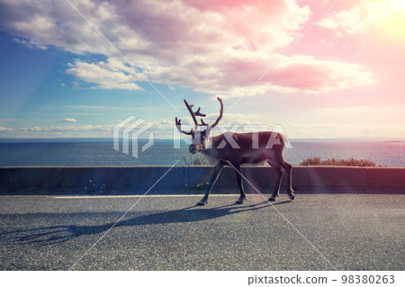 Wild Deer walking on the road. View from car window 98380263