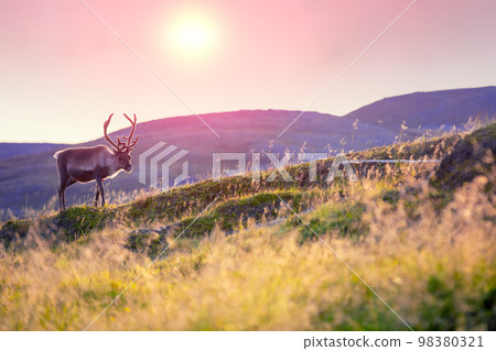 Reindeer grazing on a hill in Lapland at sunset Reindeer grazing on a hill in Lapland at sunset 98380321